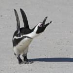 Manchot du Cap - Boulders rock
