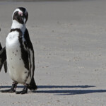Manchot du Cap - Boulders rock