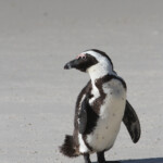 Manchot du Cap - Boulders rock