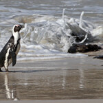 Manchot du Cap - Boulders rock