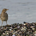 Pipit spioncelle