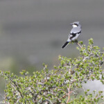 Pie-grièche grise, Causse Méjean