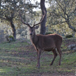 Cerf élaphe - Sierra Morena
