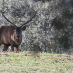Cerf élaphe - Sierra Morena