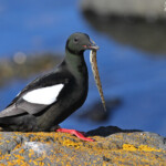 Guillemot à miroir, Ile de Flatey, Islande