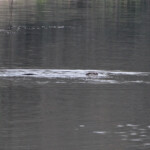 Loutre - Sierra Morena