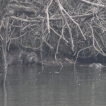 Loutre