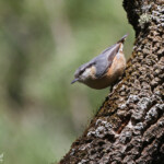 Sittelle torchepot - Sierra Morena