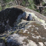 Monticole bleu - Sierra Morena