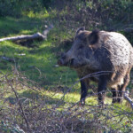 Sanglier - Sierra Morena