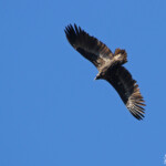 Vautour moine - Sierra Morena