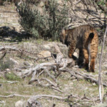 Lynx pardelle - Sierra Morena