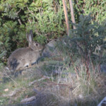 Lapin de garenne - Sierra Morena