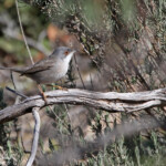 Fauvette mélanocéphale - Sierra Morena