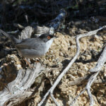 Fauvette mélanocéphale - Sierra Morena