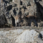Bouquetin ibérique - Sierra Morena