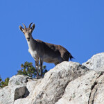 Bouquetin ibérique - Sierra Morena