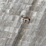 Bouquetin ibérique - Sierra Morena