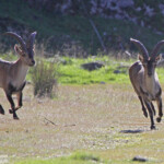 Bouquetin ibérique - Sierra Morena