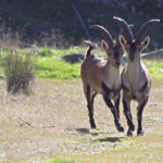 Bouquetin ibérique - Sierra Morena