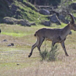 Bouquetin ibérique - Sierra Morena