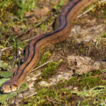 Couleuvre à échelons - Sierra Morena