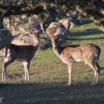 Daims - Sierra Morena