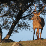 Cerf élaphe - Sierra Morena