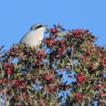 Pie-grièche méridionale - Sierra Morena