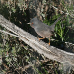 Fauvette pitchou - Sierra Morena