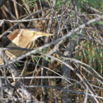 Blongios nain (Scamandre, Camargue gardoise)