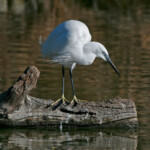 Aigrette garzette (Pont de Gau, Camargue)