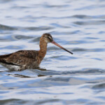 Barge à queue noire (Andalousie)