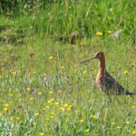 Barge à queue noire (Islande)