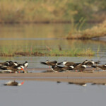 Bec-en-ciseaux d'Afrique, Okavango, Shakawe