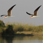 Bec-en-ciseaux d'Afrique, Okavango, Shakawe