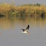 Bec-en-ciseaux d'Afrique, Okavango, Shakawe