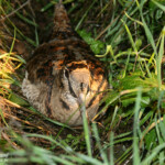 Bécasse des bois (Port-Cros, 83)