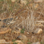 Bécasseau rousset (Plaine de Cay, 2007)