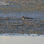 Bécasseau tacheté (Camargue)