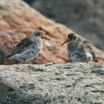 Bécasseau violet 'Islande)