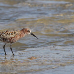 Bécasseau cocorli (Camargue, mai 2013)