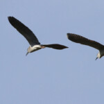 Bihoreau gris (Port-Cros, Var)