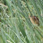 Blongios nain (Arménie)