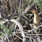 Blongios nain (Scamandre, mai 2013)