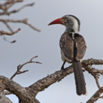 Calao d'Afrique du Sud - Kruger
