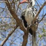 Calao d'Afrique du Sud - Kruger