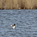 Garrot à œil d'or - La Capelière