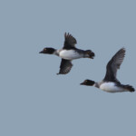 Garrot à œil d'or - La Capelière