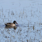Canard à bec rouge, Afrique du Sud
